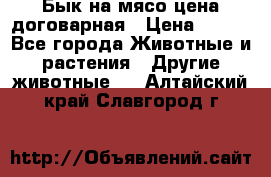 Бык на мясо цена договарная › Цена ­ 300 - Все города Животные и растения » Другие животные   . Алтайский край,Славгород г.